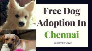 Check spelling or type a new query. Free Dog Adoption In Chennai Tamil Nadu L Puppy Adoption In Chennai 2020 Youtube