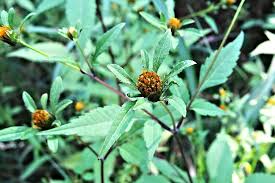 Image result for foto Dvouzubec