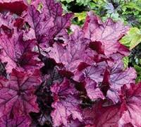Purple tones more in the spring. Spellbound Heuchera Coral Bells 1 5 Pot Perennial Heuchera Coral Bells Alumroot Gardener Direct