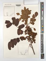 Image result for Cnestis polyphylla