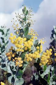 Image result for Acacia podalyriifolia