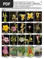 Image result for Justicia buchholzii