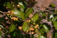 Image result for Ochna natalitia