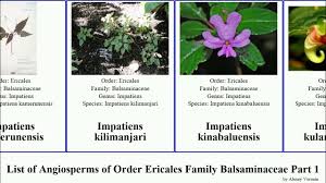 Image result for Impatiens gomphophylla