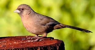 Backyard Birds Of Southern Arizona Abert S Towhee Arizona Bird Life List Backyard Birds Arizona Birds