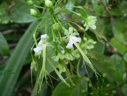 Image result for Dactyladenia