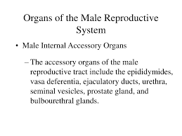 Overview of the male reproductive system. Male Internal Reproductive Organs Include The Male Reproductive System Boundless Anatomy And Physiology The Testes Are The Primary Reproductive Organs Or Gonads In The Male Semisharings