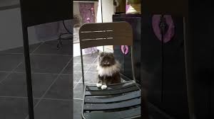 C'est un incomparable chat de compagnie qui est tranquille. Youna Chat Maine Coon Youtube