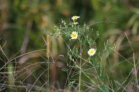 Image result for Lactuca indica