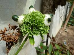 Image result for Clerodendrum schweinfurthii