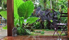 They will thrive with little help from you and will not grow out of control if not constantly attended to. 10 Easy Steps To Make Your Dream Tropical Garden A Reality Home Design Lover