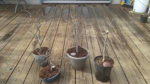 Is this a tree that grows in your area? Trimming The Curly Willow In Winter Bonsai Steemkr