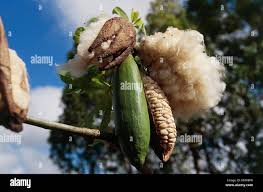 Image result for Ceiba pentandra