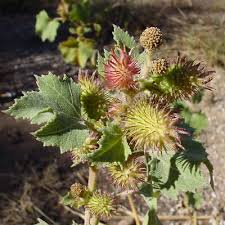 Image result for Xanthium