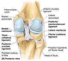 Posterior View Of Knee Joint Knee Joint Knee Anatomy And Physiology