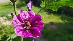 Garten der poesie (hrsg.) (german edition) (9781481037662): Poesie Galerie Archive Jana Lindberg Queste Blog