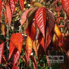 This is the ornamental flowering tree that signals the arrival of spring in the south. Prunus Okame Flowering Cherry Tree Mail Order Trees