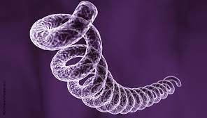 Venereal syphilis is a contagious, systemic disease caused by treponema pallidum. Syphilis A Neglected Problem Euroimmunblog