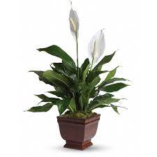 So, check out the list that we made for you of the best options for plant delivery in london. Lovely One Spathiphyllum Plant London Florists Flower Delivery Ontario Flower S Story Flower Shop