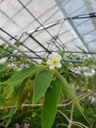 Image result for Canellaceae