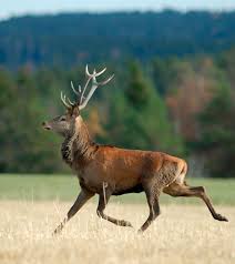 Maybe you would like to learn more about one of these? Kronhjort Svenska Jagareforbundet