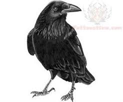 Pied Crow Black Bird With White Ring Around Neck Black Crow Tattoo Design Crow Tattoo Crow Tattoo Design Black Crow Tattoos