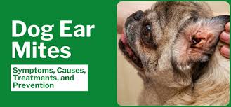 Image result for scabies dog ear