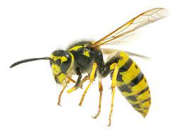 Hang the fake wasp nests on the trees planted near your house because wasps are territorial by nature due to which they do not form nests near others colony. Wasp Nest Removal Expert Wasp Control And Prevention Hampshire
