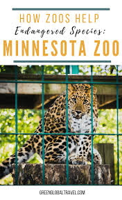 Minnesota Zoo Conservation How Zoos Help Endangered Species Endangered Species Animal Conservation Endangered Animals