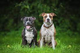 American staffordshire terriers have a confident, impressive presence, so people are surprised to find out how easygoing they are. American Staffordshire Terrier Hundemagazin Info