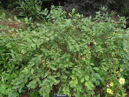 Image result for Exochorda