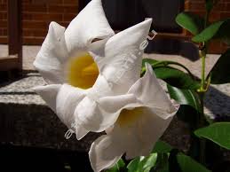 Image result for dipladenie suaveolens obrázek