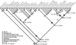 Image result for Exacum zombense