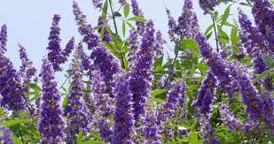 Check spelling or type a new query. Shoal Creek Vitex Louisiana Super Plant Spring 2011