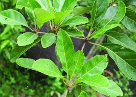 Image result for Terminalia bellirica