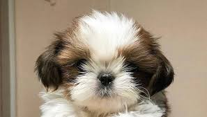 This is the price you can expect to pay for the shih tzu breed without breeding rights. Shih Tzu Puppies For Sale Near Me Home Facebook