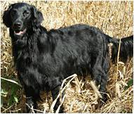 They make great family pets! Flat Coated Retriever Dog Breed Facts And Traits Hill S Pet