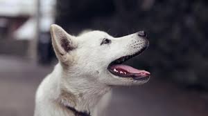 Dog spaying and neutering canine health. Spaying Or Neutering Your Dog Animal Health Topics School Of Veterinary Medicine