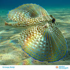 Pin By Mariana Faragova On Animals Beautiful Sea Creatures Ocean Creatures Deep Sea Creatures