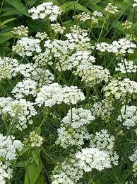 Image result for Oenanthe procumbens