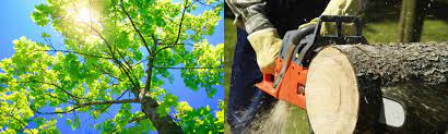Less than 5 years request stage. Tree Service In Decatur Ga Tree Removal And Trimming