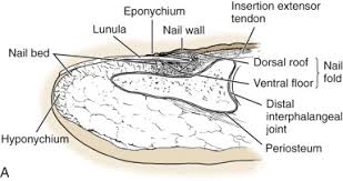 Image result for paronychium