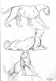 Cougars Animal Sketches Animal Drawings Sketches