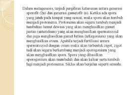 Daur hidup tumbuhan paku idschool. Lumut Bryophyta Nama Kelompok 1 Luthfia Anggit K