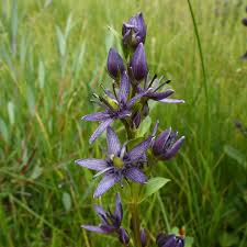 Image result for Swertia eminii