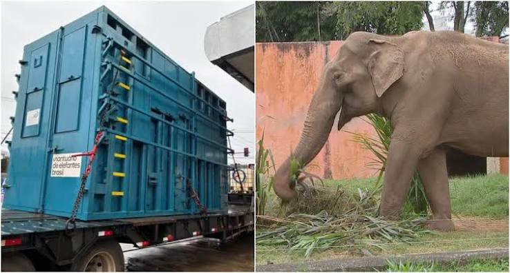 Caixa para viagem de elefante Sandro chega a Sorocaba | G1