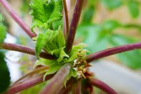 Image result for Obetia