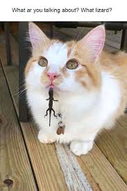 24 historical photos brought back to colorful life. Funny Pictures Of Animals Doing Funny Things With Captions