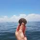 Scalloping Dayaways! | MarineMax St. Petersburg
