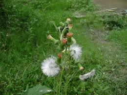 Image result for Crassocephalum picridifolium